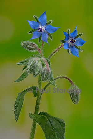 Borago officinalis  (bourrache, bourrache officinale)