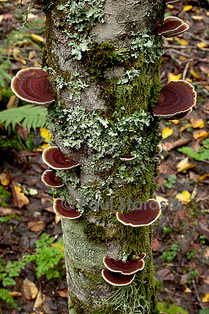 Gloeophyllum sepiarium (lenzite des clôtures)