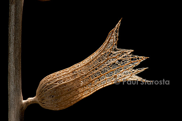 Hyoscyamus albus (jusquiame blanche) - fruit