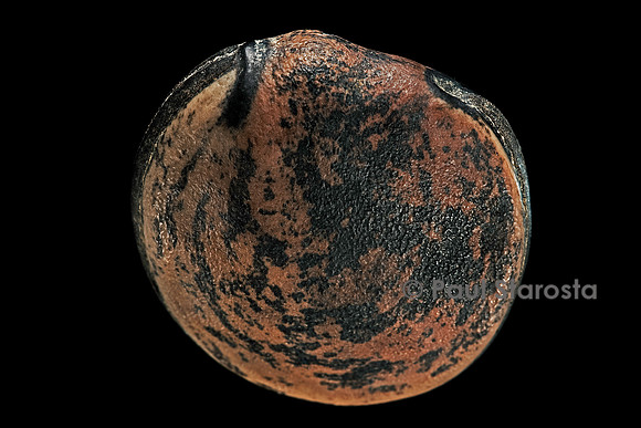 Mucuna flagellipes (koso)