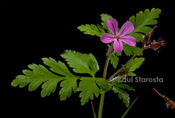 Geranium robertianum (herbe à Robert)