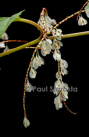 Reynoutria japonica (renouée du japon) - fruits