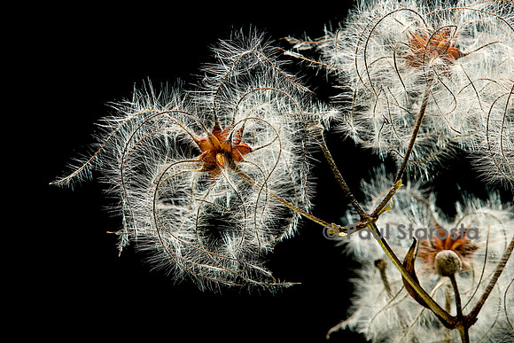 Clematis vitalba (clématite blanche) - fruit