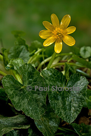 Ranunculus ficaria (ficaire)