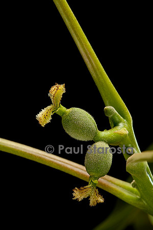 Juglans regia (noyer) - fleurs femelles
