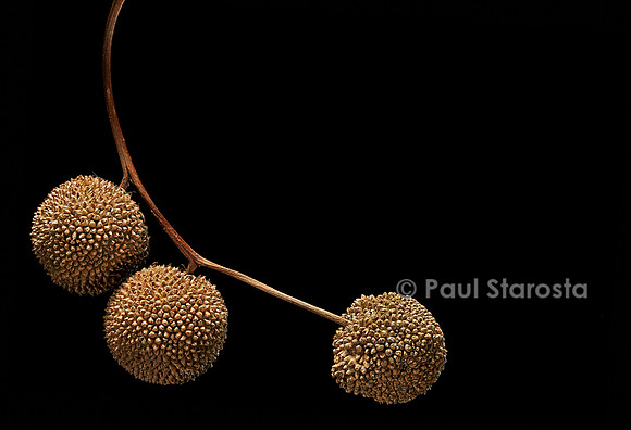 Platanus X acerifolia (platane commun) - fruits