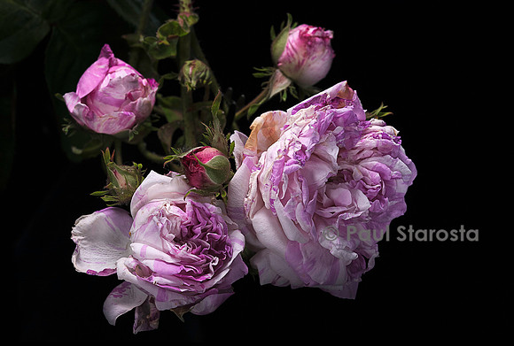 Rosa gallica ‘Grande Renoncule’