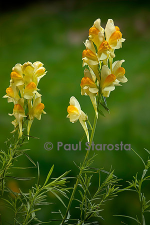 Linaria vulgaris (linaire commune)