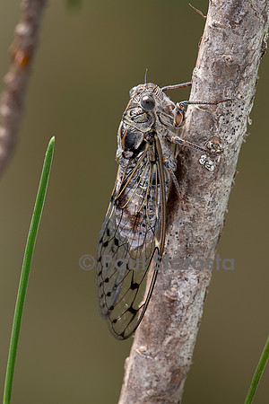 Cicada orni (cigale grise, cigale de l’orne)