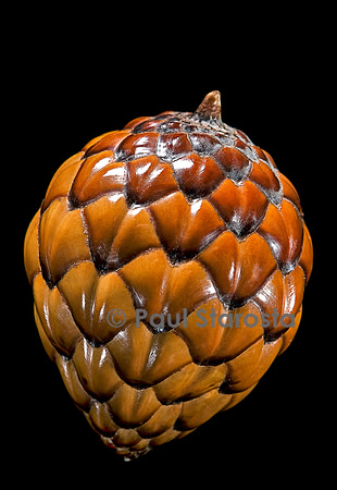 Raphia farinifera (palmier à raphia)- fruit