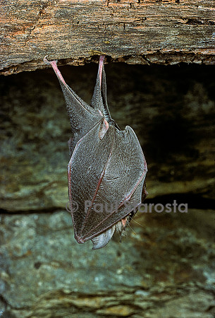 Rhinolophus hipposideros (petit fer à cheval, petit rhinilophe)