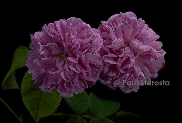 Rosa X damascena ‘Petite Lisette’