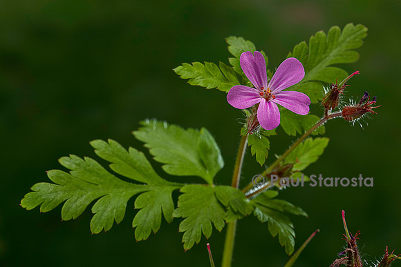 Geranium robertianum (herbe à Robert)