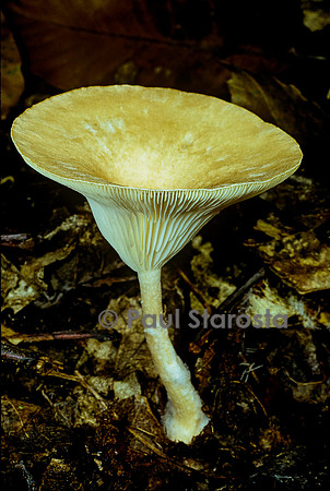 Infundibulicybe gibba (clitocybe en entonnoir)