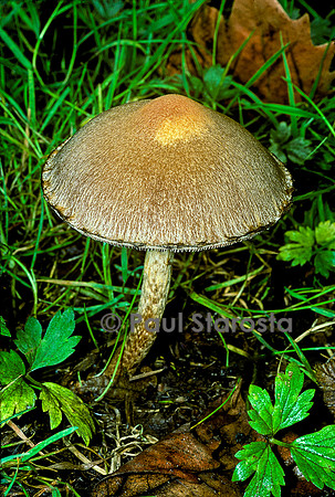 Lacrymaria lacrymabunda (psathyrelle veloutée, lacrimaire veloutée, psathyrelle pleureuse)