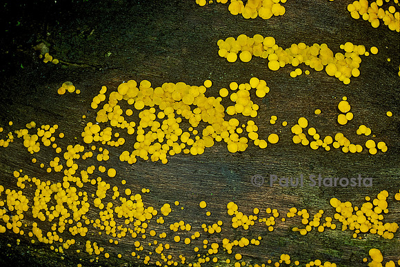 Bisporella citrina (bisporelle jaune, bisporelle citrine)