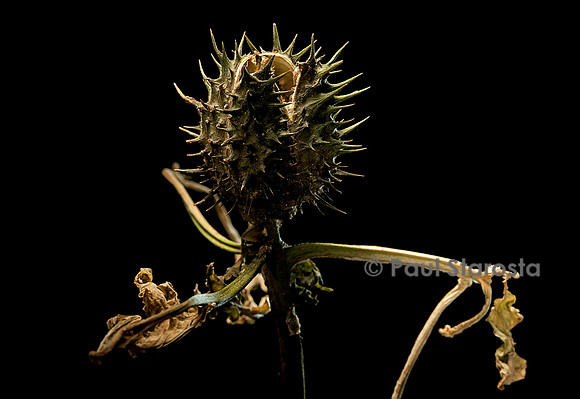 Datura stramonium (stramoine, herbe à taupe) - fruit
