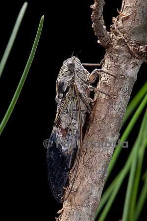Cicada orni (cigale grise, cigale de l’orne)
