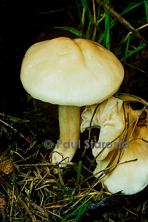 Cuphophyllus virgineus (hygrophore blanc de neige)