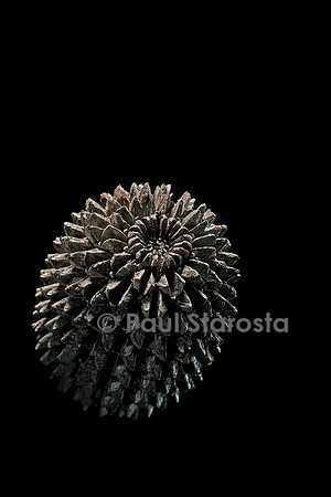 Casuarina equisetifolia (filao) - fruit