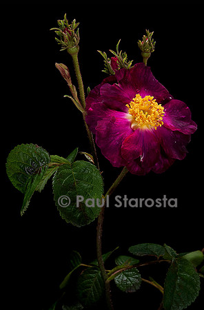 Rosa gallica ‘Violacea’