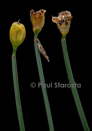 Narcissus poeticus (narcisse des poètes) - fruits