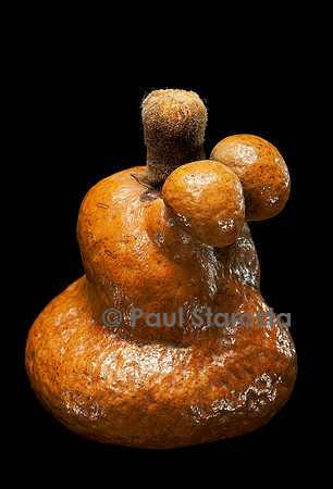 Hyphaene coriacea (palmier doum, palmier pain d'épice)