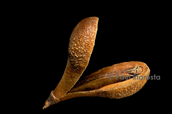 Schrebera trichoclada (sanaka)  - fruit