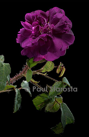 Rosa X centifolia muscosa ‘Nuits de Young’