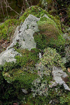 Rocher couvert de lichens et de mousses