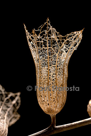 Hyoscyamus albus (jusquiame blanche) - fruit