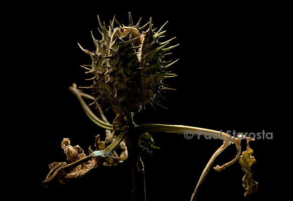 Datura stramonium (stramoine, herbe à taupe) - fruit