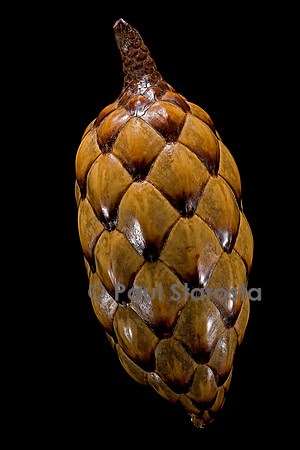 Raphia sp.