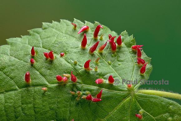 Eriophyes tiliae (phytopte du tilleul) - galles cornues sur une feuille de tilleul