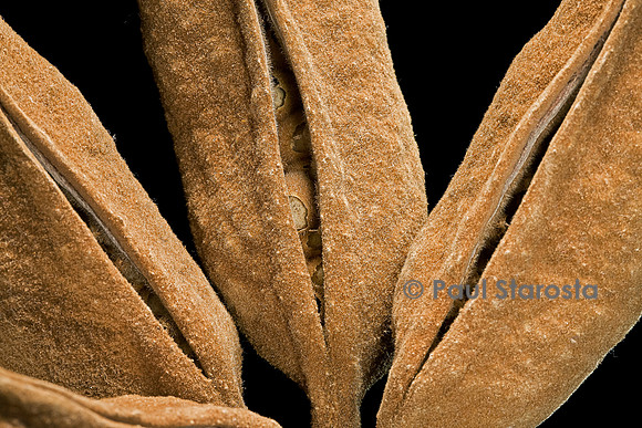 Brachychiton discolor (lacebark kurrajong) - infrutescence