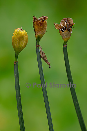 Narcissus poeticus (narcisse des poètes) - fruits