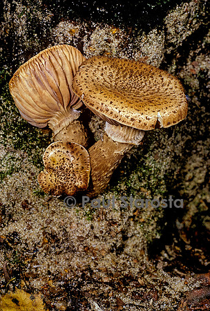 Armillaria ostoyae (armillaire d'Ostoya, armillaire obscure, armillaire des résineux)