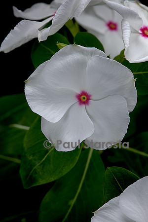 Catharanthus roseus (pervenche de Madagascar)
