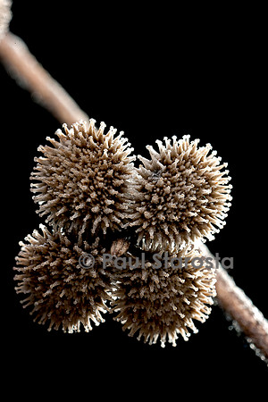 Cynoglossum creticum (cynoglosse)