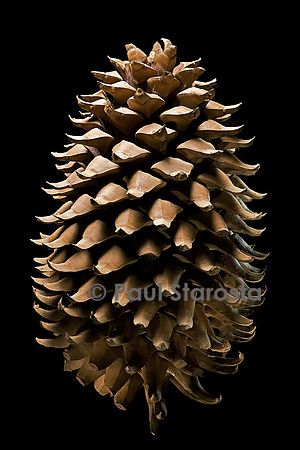 Pinus coulteri (pin de Coulter) - fruit