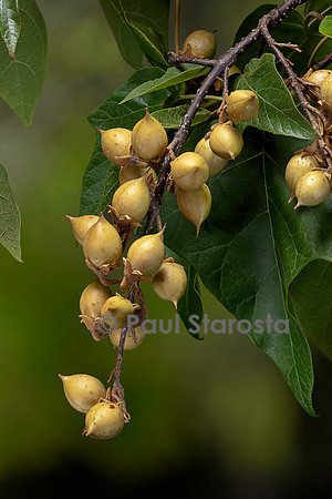 Paulownia tomentosa (paulownia, paulownia impérial) - fruits