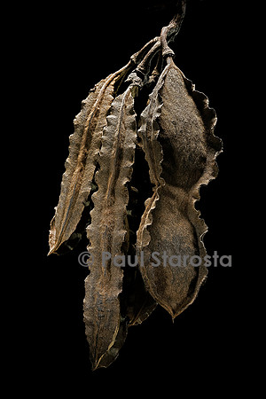 Mucuna gigantea ssp. quadrialata (liane cadoque, liane caiman, mort aux rats) - infrutescence