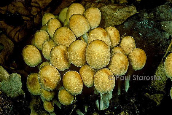 Coprinellus micaceus (coprin micacé)