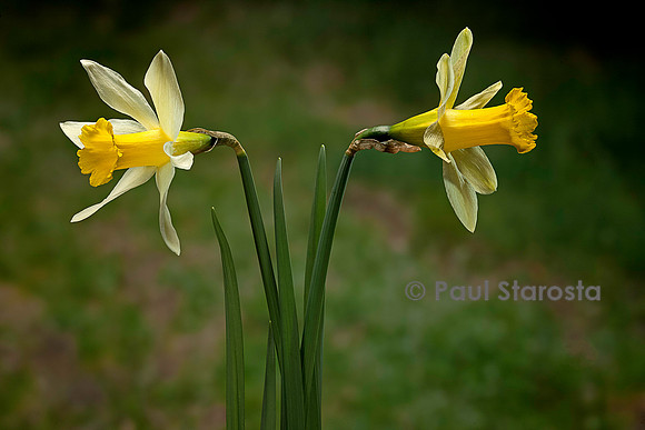 Narcissus pseudonarcissus (narcisse jaune)