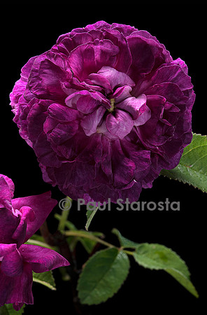 Rosa gallica ‘Marie Tudor’