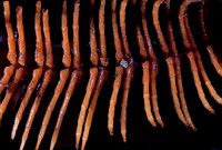 Spirostreptus gigas (iule) - pattes