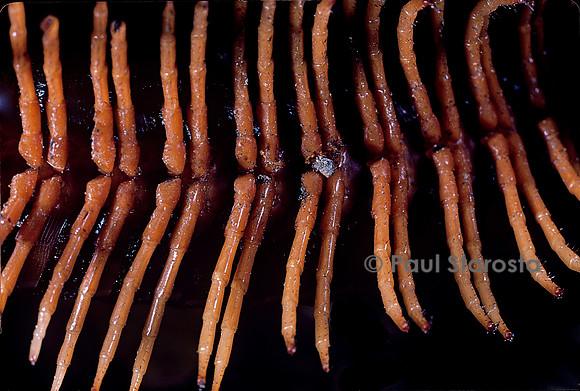 Spirostreptus gigas (iule) - pattes