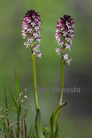 Neotinea ustulata (orchis brûlé, orchis mignon)
