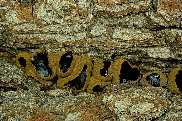 Bulgaria inquinans (bulgarie salissante, bulgarie noire)