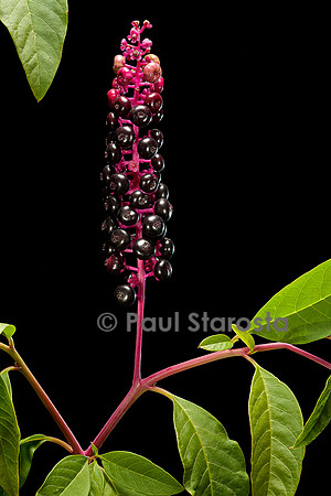 Phytolacca americana (raisin d'Amérique)